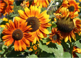 27 Sunflowers 08