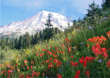 28 indian paintbrush