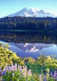 50 lupines lake mountain