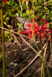 Fellow visitor to the spider lilies