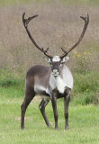 hreindyr_2007