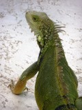 Pool iguana