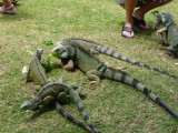 Iguana feeding time