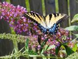 swallowtail closeup.JPG