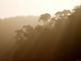 Trees headland 1.jpg