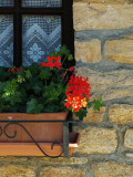 Geraniums window.jpg