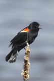 Red-winged Blackbird on Cattail