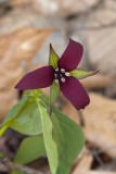 Red Trillium