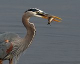 Great Blue Heron and Fish