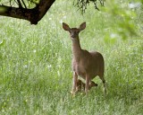 White-tailed Doe and Fawn
