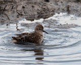 Least Sandpiper