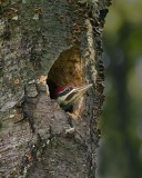 Young Pileated Woodpecker