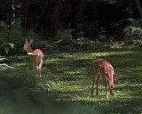 Backyard Fawns