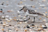 Sanderling