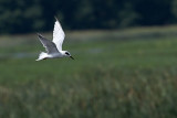 Forsters Tern