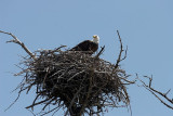 Bald Eagle Nest