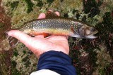 Brook Trout