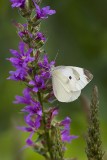 Cabbage Butterfly