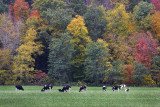 Autumn Cows