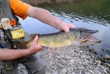 Chain Pickerel