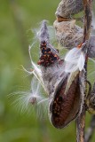 Milkweed and Milkweed Bugs