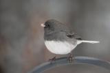 Dark-eyed Junco