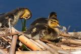 Baby Ducks