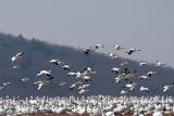 Snow Geese