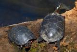 Spotted and Painted Turtles