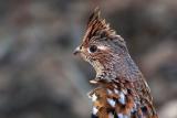 Ruffed Grouse Close Up