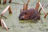 Muskrat