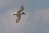 Common Tern
