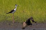 Black-necked Stilt