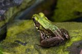 Green Frog