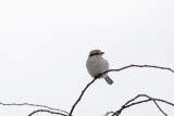 Northern Shrike