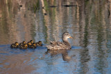 Duck and Ducklings