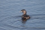 Pie-billed Grebe