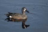 Blue-winged Teal