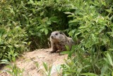 Groundhog Baby