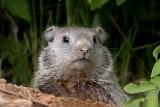 Baby Groundhog at Burrow