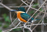 American Pygmy Kingfisher