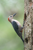 Golden-fronted Woodpecker