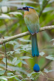 Blue-crowned Motmot