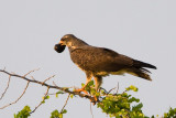 Snail Kite