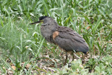 Bare-throated Tiger Heron