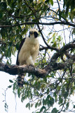 Laughing Falcon