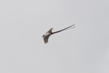 Fork-tailed flycatcher