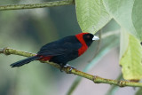 Crimson-collared Tanager