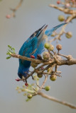 Indigo Bunting