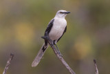 Tropical Mockingbird